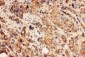 Anti-HDAC2 Antibody